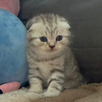 Scottish fold e scottish straight