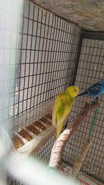 Cocorite
