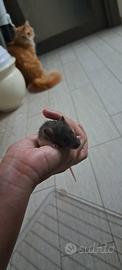 Ultimi 2 rattini