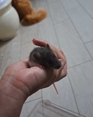 Ultimi 2 rattini