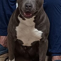 Amstaff blue per monta