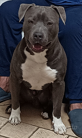 Amstaff blue per monta