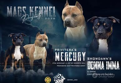American Pitbull terrier ukc