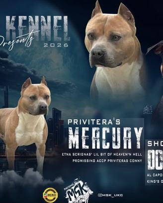 American Pitbull terrier ukc