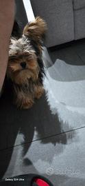 Yorkshire Terrier originale piccola taglia maschio