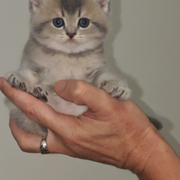 Gattini British Shorthair