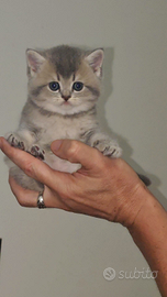 Gattini British Shorthair