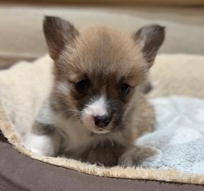 Cuccioli di welsh corgi pembroke