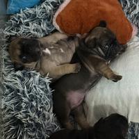 Bulldog francese