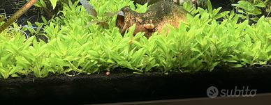 Staurogyne repens prato acquario + omaggio