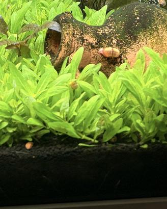 Staurogyne repens prato acquario + omaggio