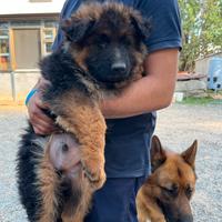 Cuccioli di pastore tedesco