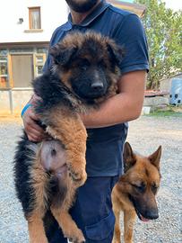Cuccioli di pastore tedesco