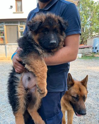 Cuccioli di pastore tedesco