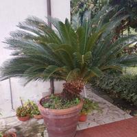Pianta cicas