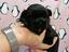 Immagine 7