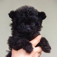 Cuccioli Pomapoo nati il 21/11/2025