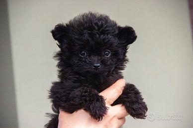Cuccioli Pomapoo nati il 21/11/2025