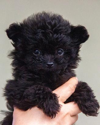 Cuccioli Pomapoo nati il 21/11/2025