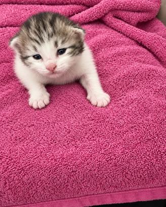 Gattini di Gatto Siberiano
