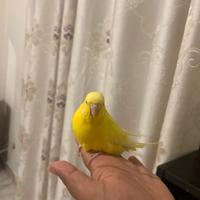 Cocorita femmina milano