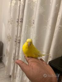 Cocorita femmina milano