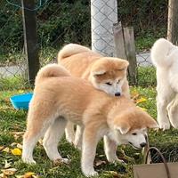 Cuccioli Akita inu arancione