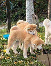 Cuccioli Akita inu arancione