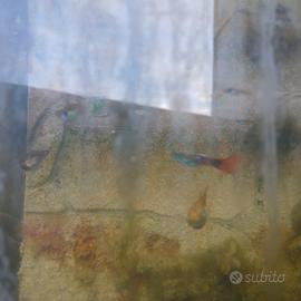 Pesci tropicali guppy