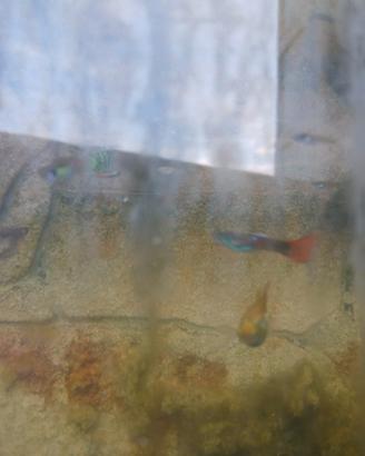 Pesci tropicali guppy
