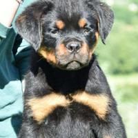 Cuccioli di rottweiler