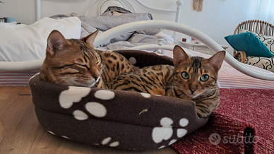 Bengala femmina brown