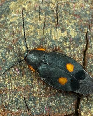Euthyrrhapha pacifica, blatta dai punti gialli