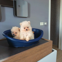 Spitz di Pomerania
