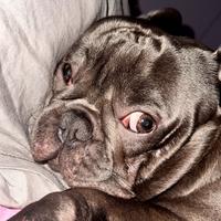 Bulldog francese per monta