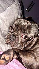Bulldog francese per monta