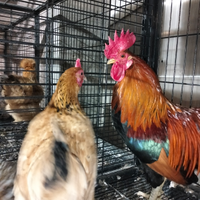 Galline