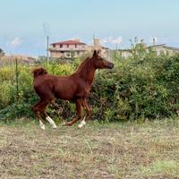 Cavallo