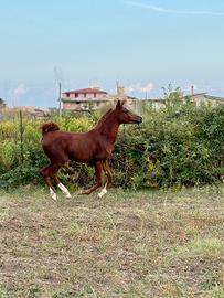 Cavallo