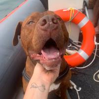 Pitbull fulvo di 9 anni