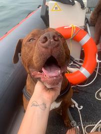 Pitbull fulvo di 9 anni