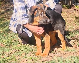 Cucciolo maschio pastore tedesco