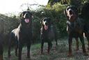 cani-da-pastore-di-beauce-beauceron-