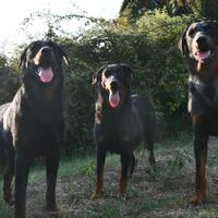 Cani da Pastore di Beauce (Beauceron)