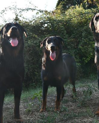 Cani da Pastore di Beauce (Beauceron)