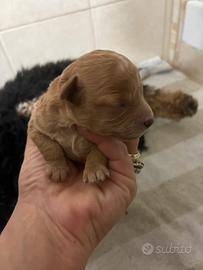 Barboncino Toy madre e padre visibili