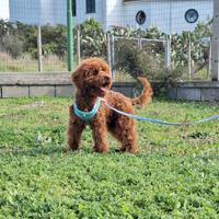 Barboncino Toy Maschio 6,5 mese Red Braun Barbonci