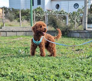 Barboncino Toy Maschio 6,5 mese Red Braun Barbonci