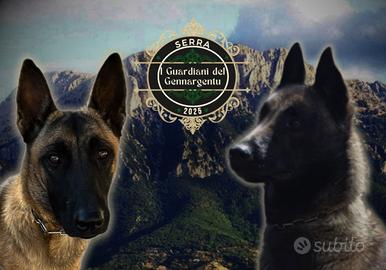 Pastore belga Malinois