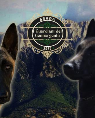Pastore belga Malinois